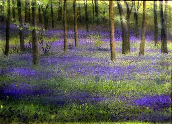 Bluebell Wood