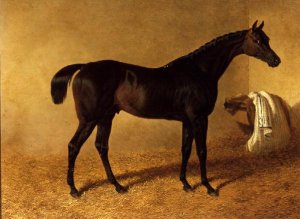 'Dr Syntax', a dark bay racehorse in a loose box