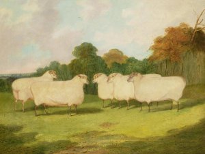 Study of Sheep in a Landscape