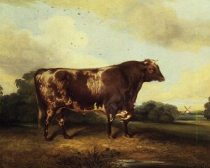 White, Short-horned Cow in a Landscape