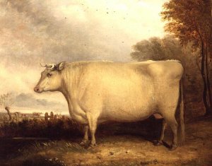 Brown and White Bull in Landscape