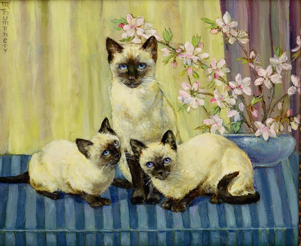 Three Siamese Cats