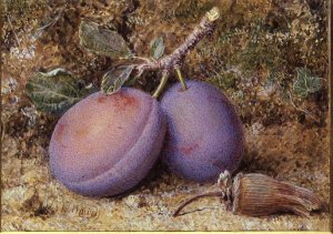 Plums and a cob nut