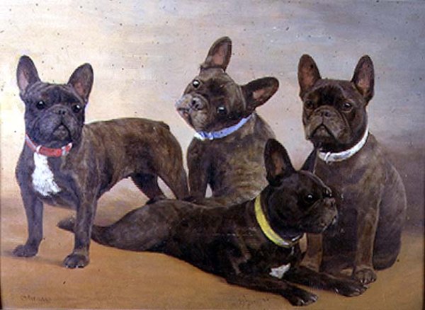 Four French Bulldogs