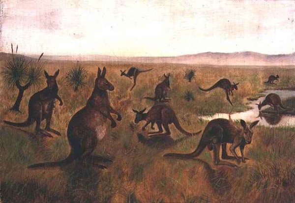 Kangaroos in Australian landscape