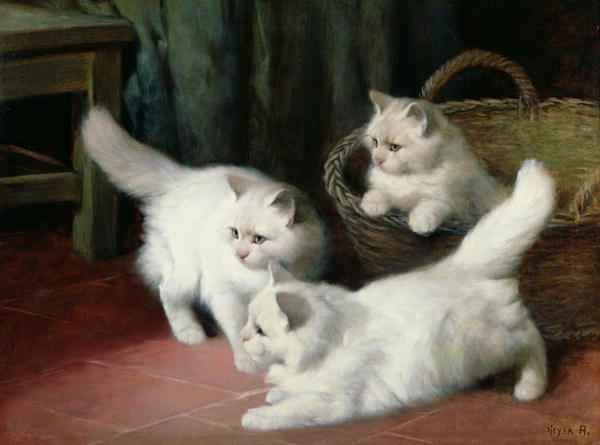 Three White Angora Kittens