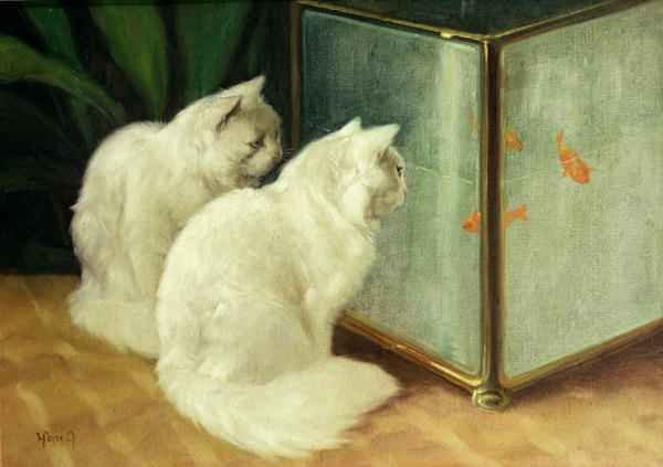 White Cats Watching Goldfish