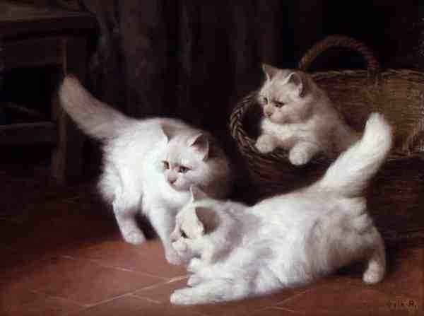 Three White Angora Kittens 2