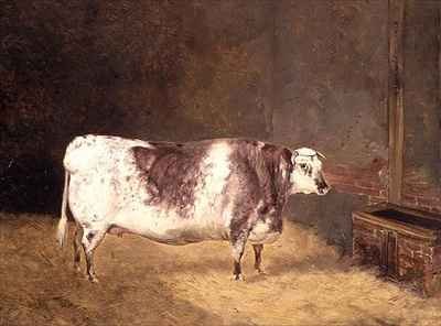 Shorthorn Cow