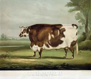 Portrait of Mr TW Coke Esq and Clerk Hilliard Esq with a North Devon Ox