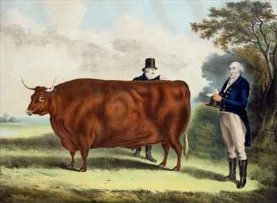 Portrait of Mr TW Coke Esq and Clerk Hilliard Esq with a North Devon Ox