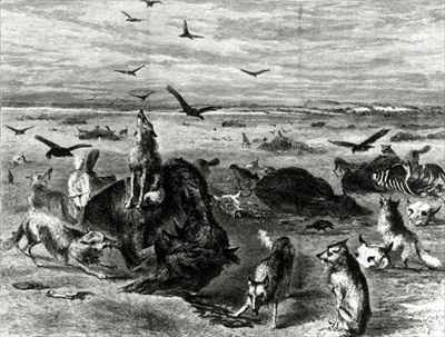 Slaughter of Buffaloes on the Plains from Harpers Weekly 1872