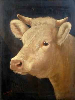 Head of a Cow