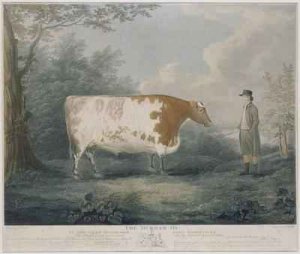 The Durham Ox