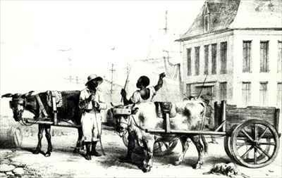 Negro Boys with bullock carts, from 'Voyage a Surinam'