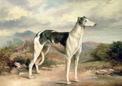 A Greyhound in a hilly landscape