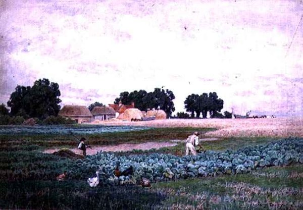 Cabbage Field and Farm