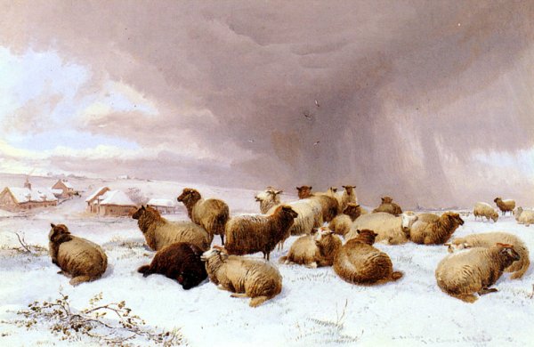 Sheep In Winter