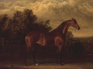 Negotiator' a Bay Colt in a Wooded landscape