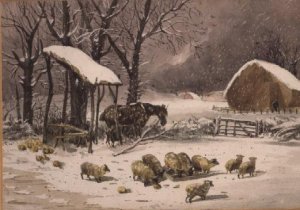 Sheep in Winter