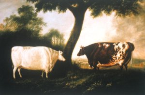 Two Shorthorn Cattle, 1806