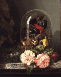 Still Life with Humming Bird in a Glass Dome