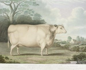 The Habertoft Short Horned Prize Cow