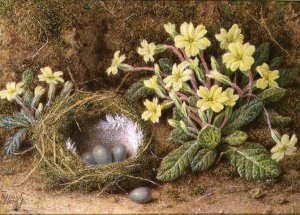 Still Life of Eggs in a Nest and Primroses