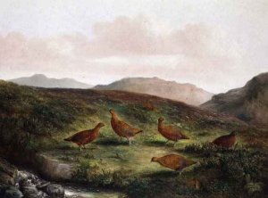 Grouse in a Moorland landscape