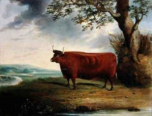 Portrait of a Brown Cow