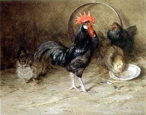 The Rooster